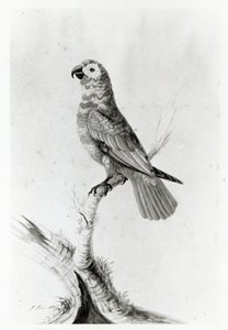 A Parrot